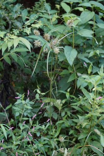 Image of Cyperus lancastriensis by (c) stephen, some rights reserved (CC BY)