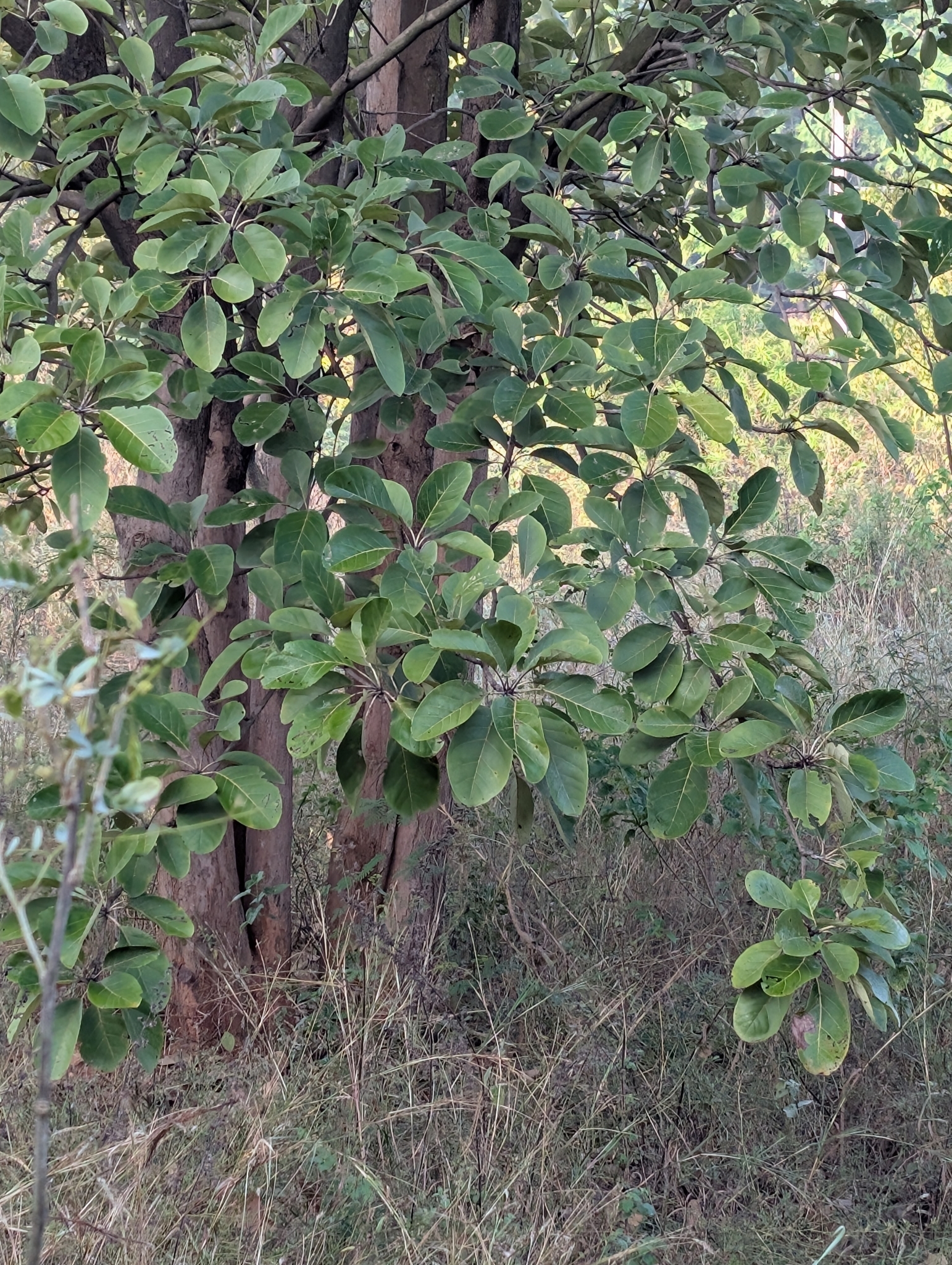 Imagem de Barro-longo