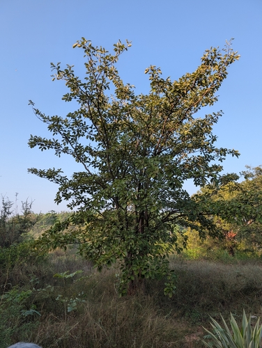 Image of Terminalia bellirica by (c) Ravuri Krishna Chaitanya, some rights reserved (CC BY)