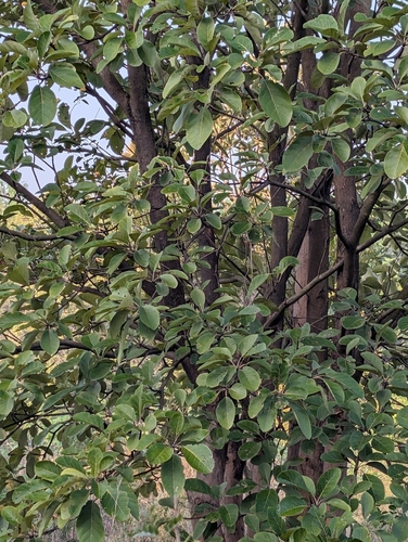 Foto de Barro-longo