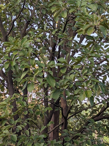 Foto de Barro-longo