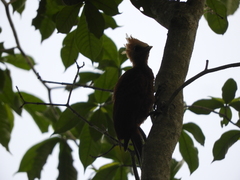 Celeus castaneus