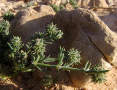 Gymnocarpos sclerocephalus