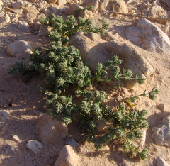 Gymnocarpos sclerocephalus