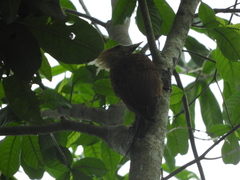 Celeus castaneus