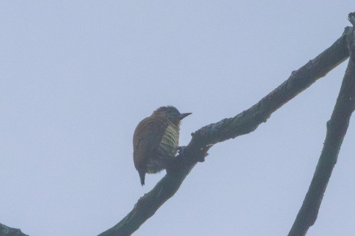 Lafresnaye's Piculet (Picumnus lafresnayi), photo 7