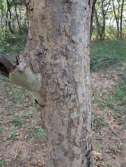 Terminalia arjuna