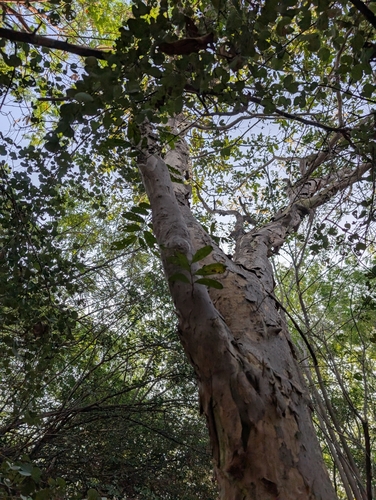 Foto de Arjuna