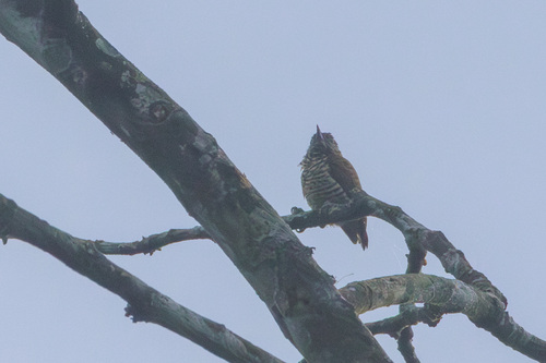 Lafresnaye's Piculet (Picumnus lafresnayi), photo 9