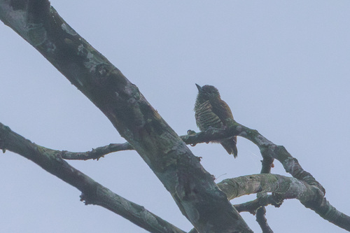 Lafresnaye's Piculet (Picumnus lafresnayi), photo 8