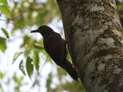 Dendrocolaptes sanctithomae