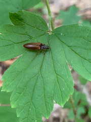 Hemicrepidius hemipodus