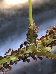 Aphis illinoisensis