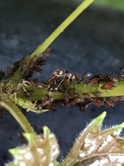 Aphis illinoisensis