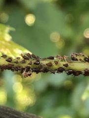 Aphis illinoisensis