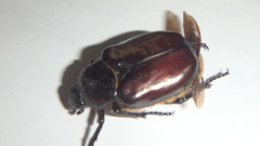 Osmoderma eremicola