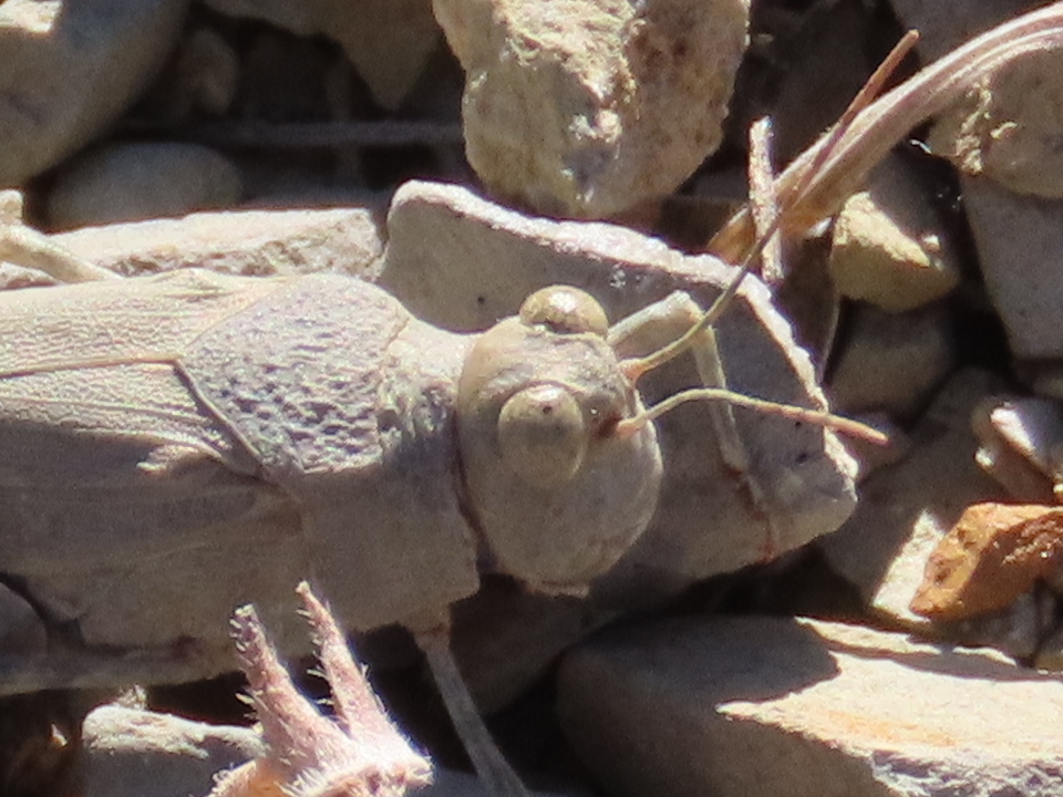 Helioscirtus capsitanus