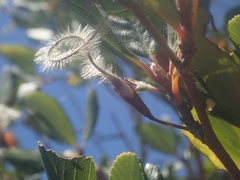 Cercocarpus betuloides blancheae