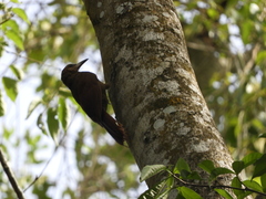 Dendrocolaptes sanctithomae