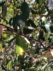 Cercocarpus betuloides blancheae