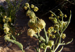Reseda arabica