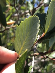 Cercocarpus betuloides blancheae