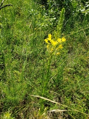 Oenothera rhombipetala