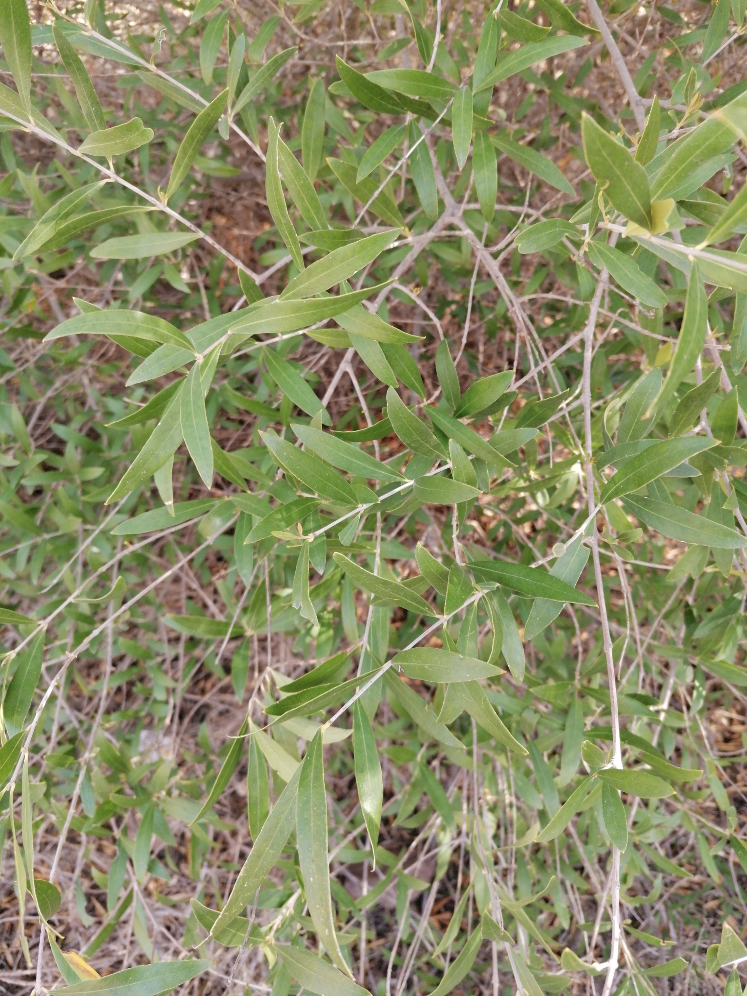 Acebuche