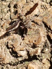 Callopistromyia strigula