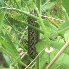 Proserpinus proserpina