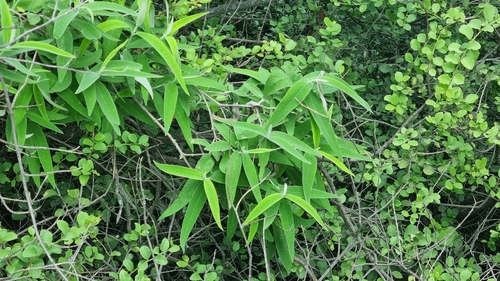 Foto de Buddleia