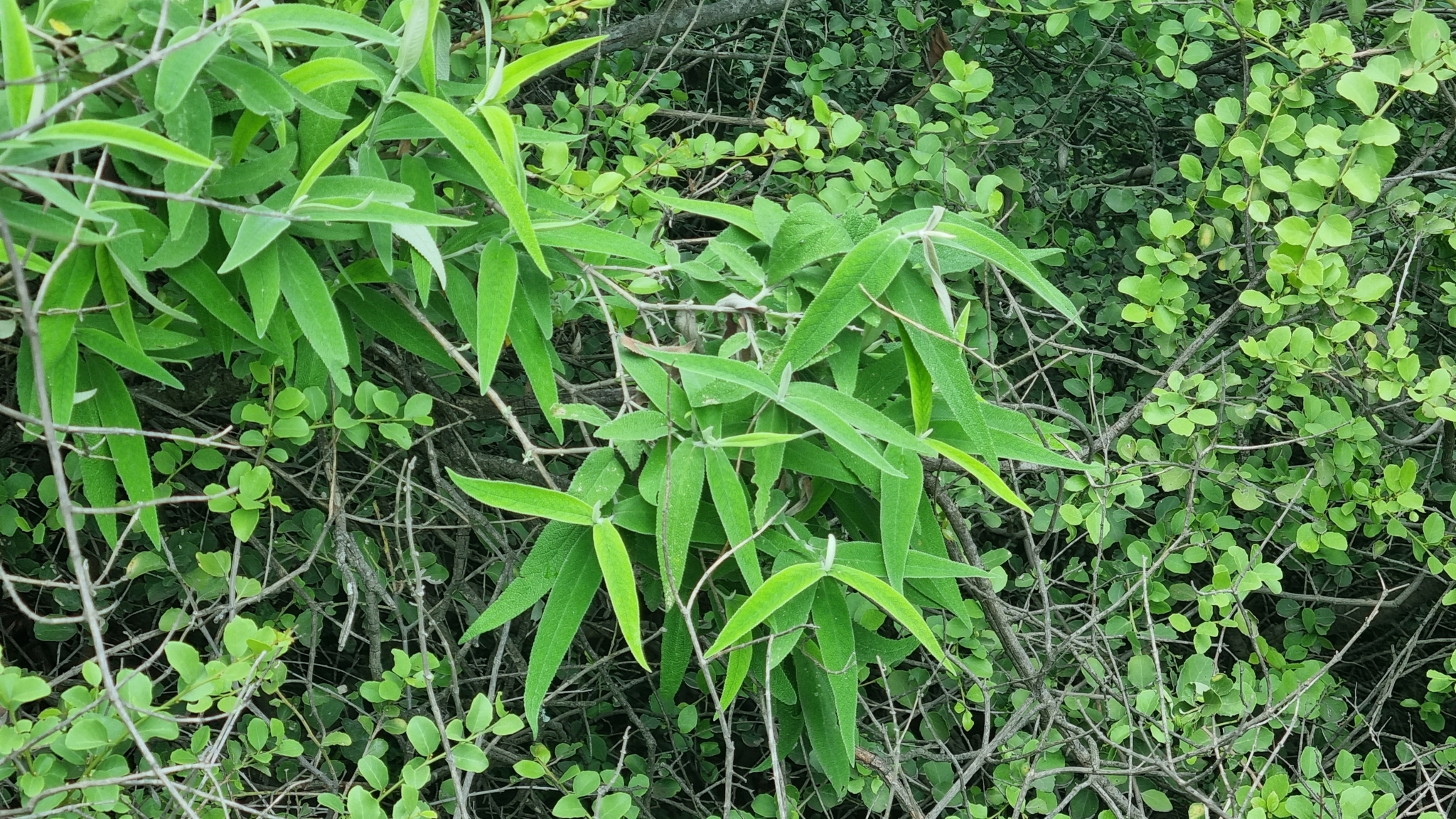 Imagem de Buddleia