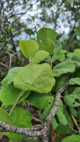 Maiden's Bush