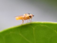 Thaumatomyia notata