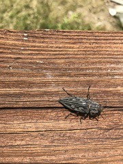 Chalcophora virginiensis