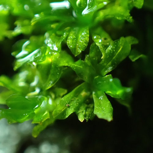 Image of Syntrichia latifolia by no rights reserved