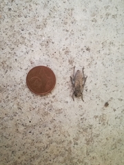 Trichoferus holosericeus