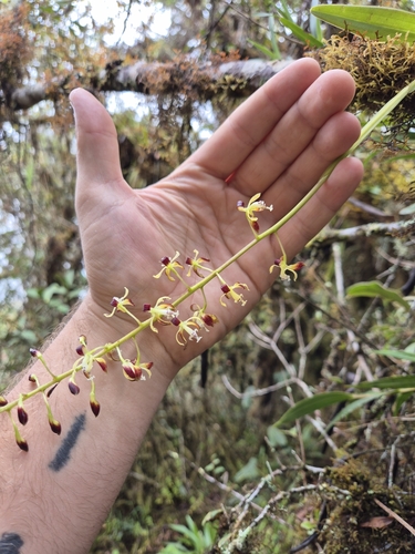 Epidendrum parvilabre Lindl.