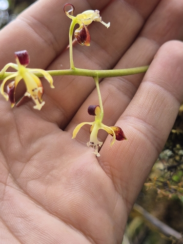 Epidendrum parvilabre Lindl. 2
