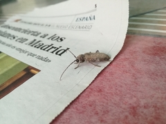 Trichoferus holosericeus