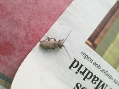 Trichoferus holosericeus