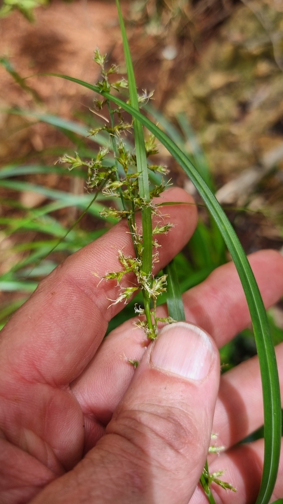 Carex spicatopaniculata
