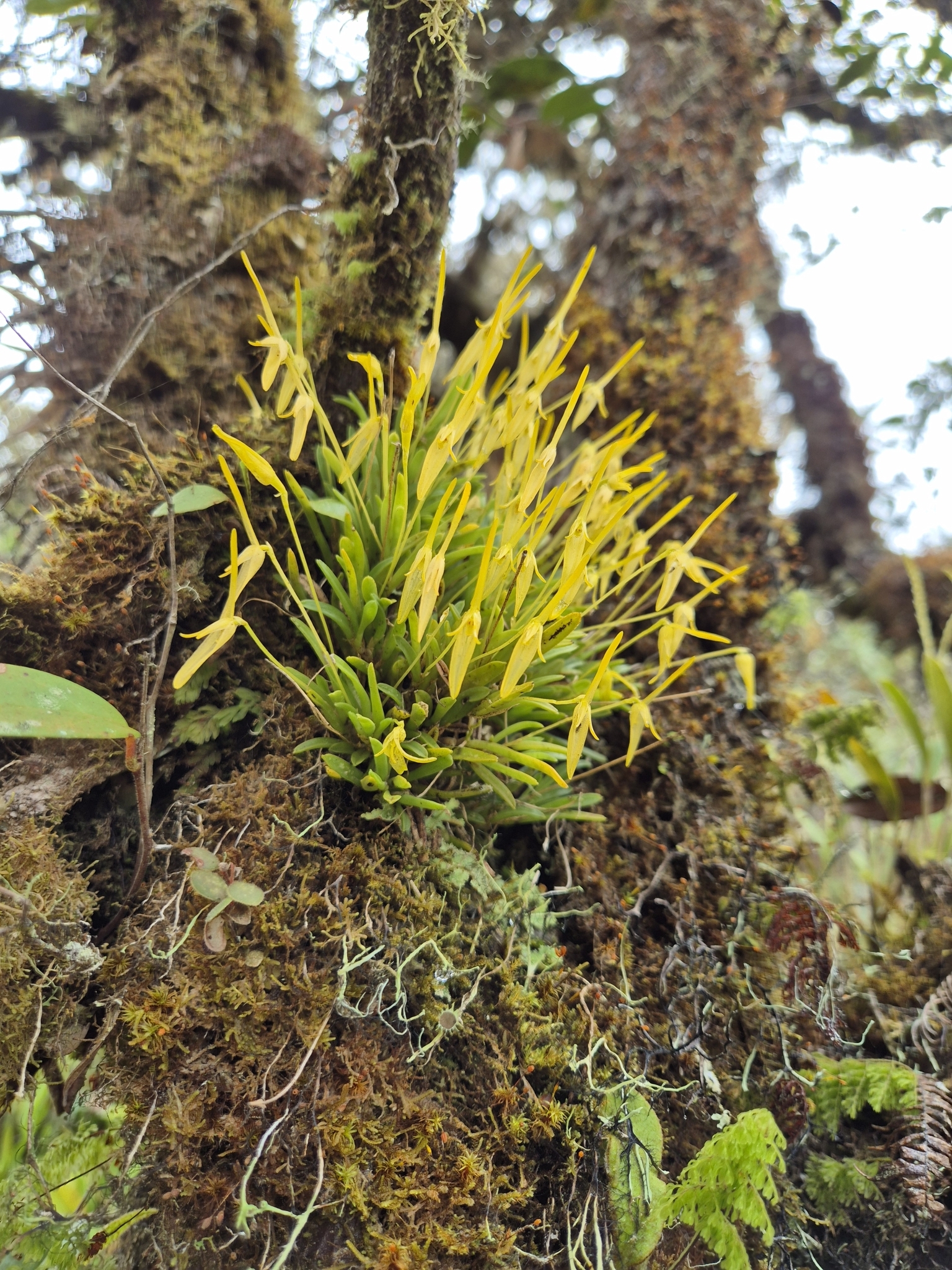 Barbosella