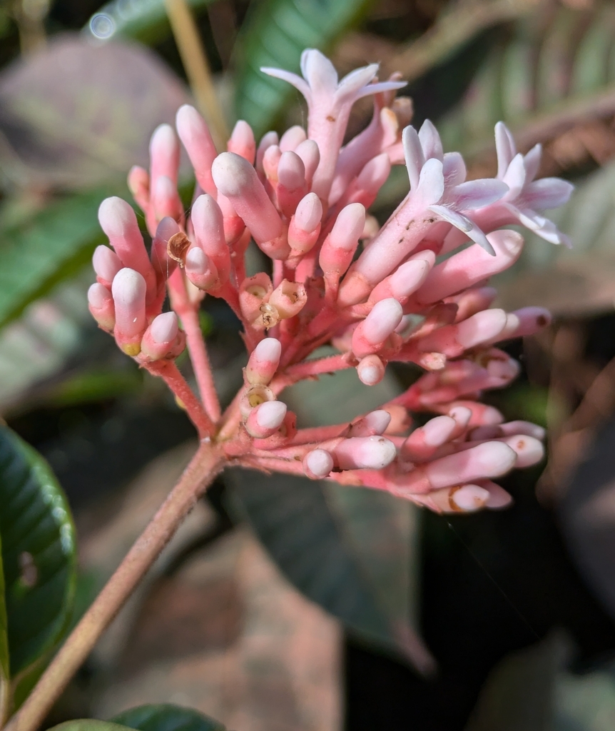 Isertia parviflora