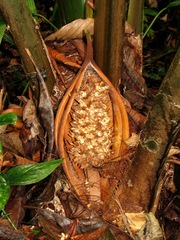 Attalea allenii