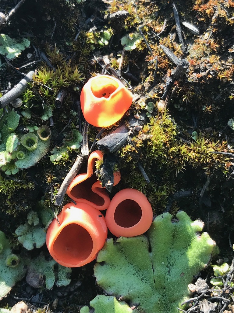 Rhodotarzetta rosea