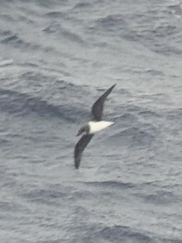 Soft-plumaged Petrel (Pterodroma mollis)
