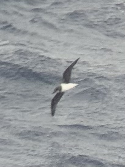 Soft-plumaged Petrel (Pterodroma mollis), photo 1