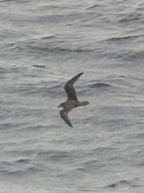 Soft-plumaged Petrel (Pterodroma mollis), photo 2