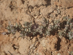 Atriplex coulteri